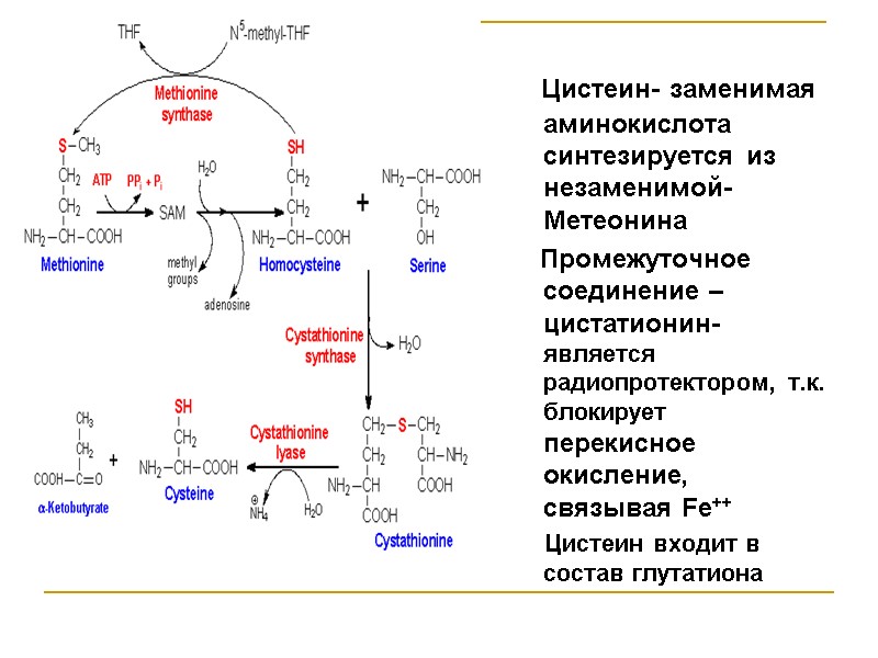 Цистеин- заменимая аминокислота  синтезируется из незаменимой- Метеонина     Промежуточное соединение
